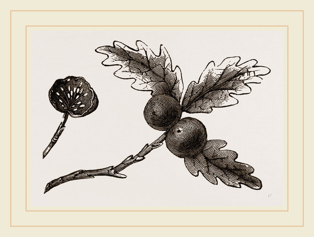 Detail of Oak-apple Galls by Anonymous