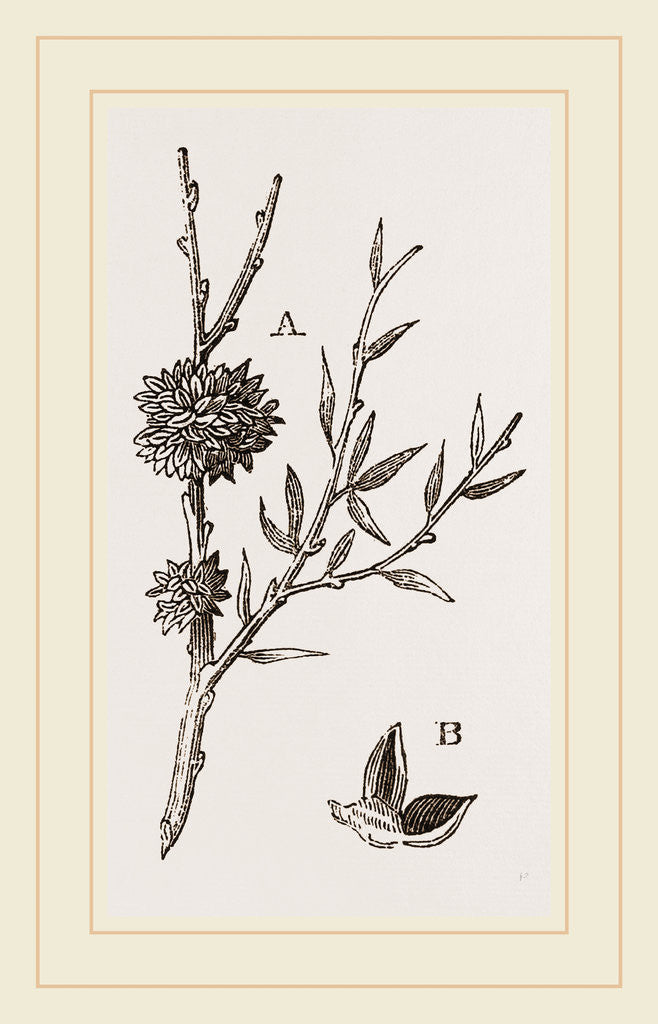 Detail of Galls of Dyer's-Broom Insect by Anonymous