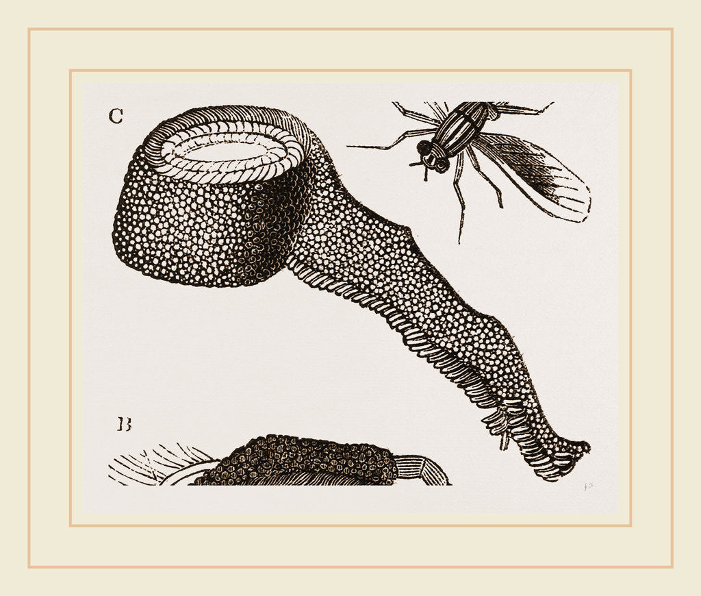Detail of Chequered Blow-Fly and Larvae by Anonymous