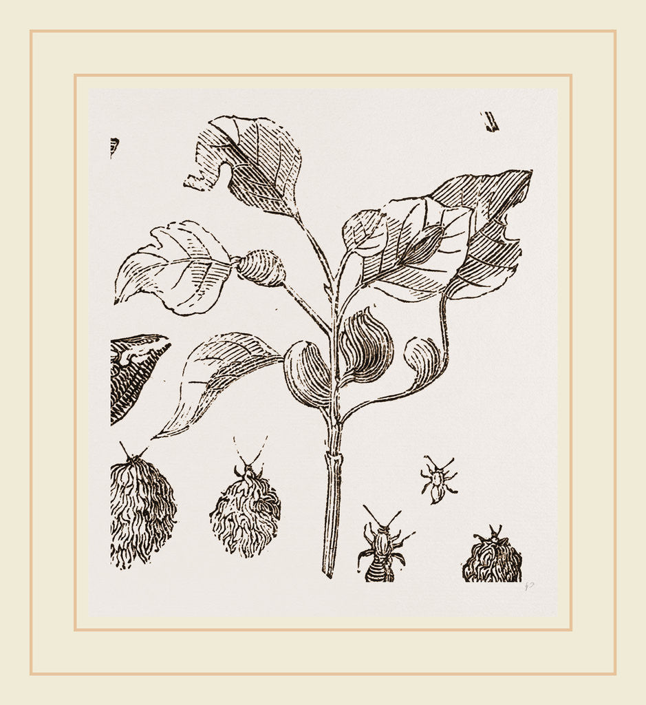 Detail of Eriosoma and Galls on Poplar by Anonymous