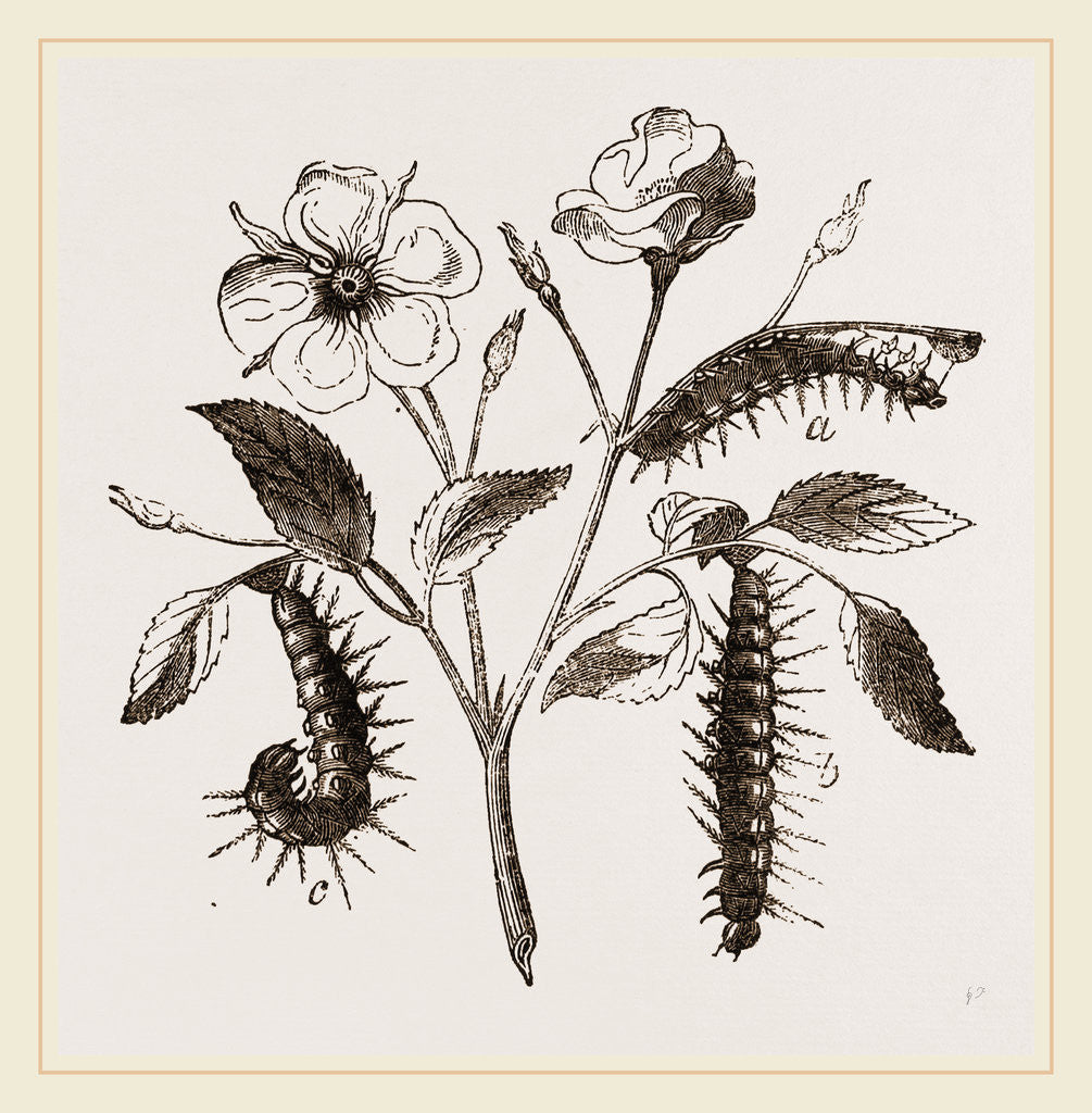 Detail of Caterpillars of Admirable Butterfly by Anonymous