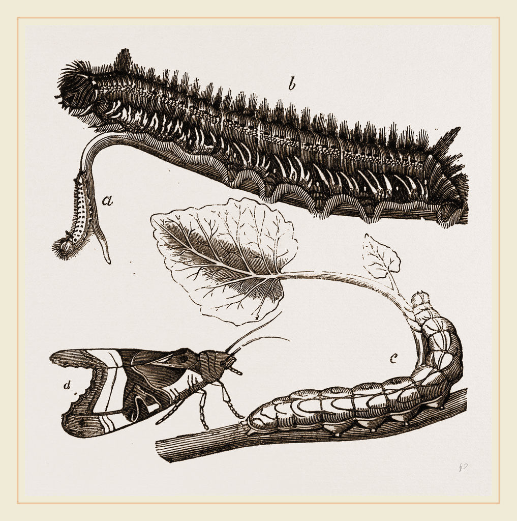 Detail of Caterpillars of Drinker and Angle-shades Moths by Anonymous