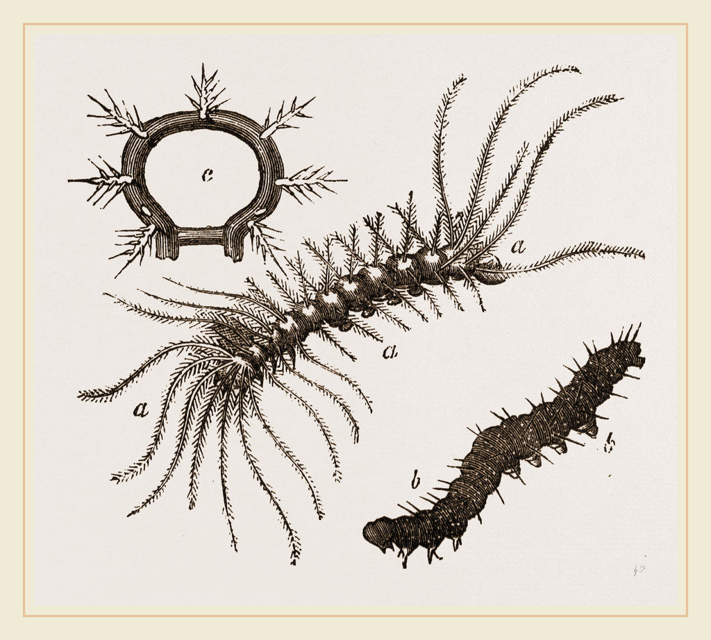 Detail of Spiny Caterpillars by Anonymous