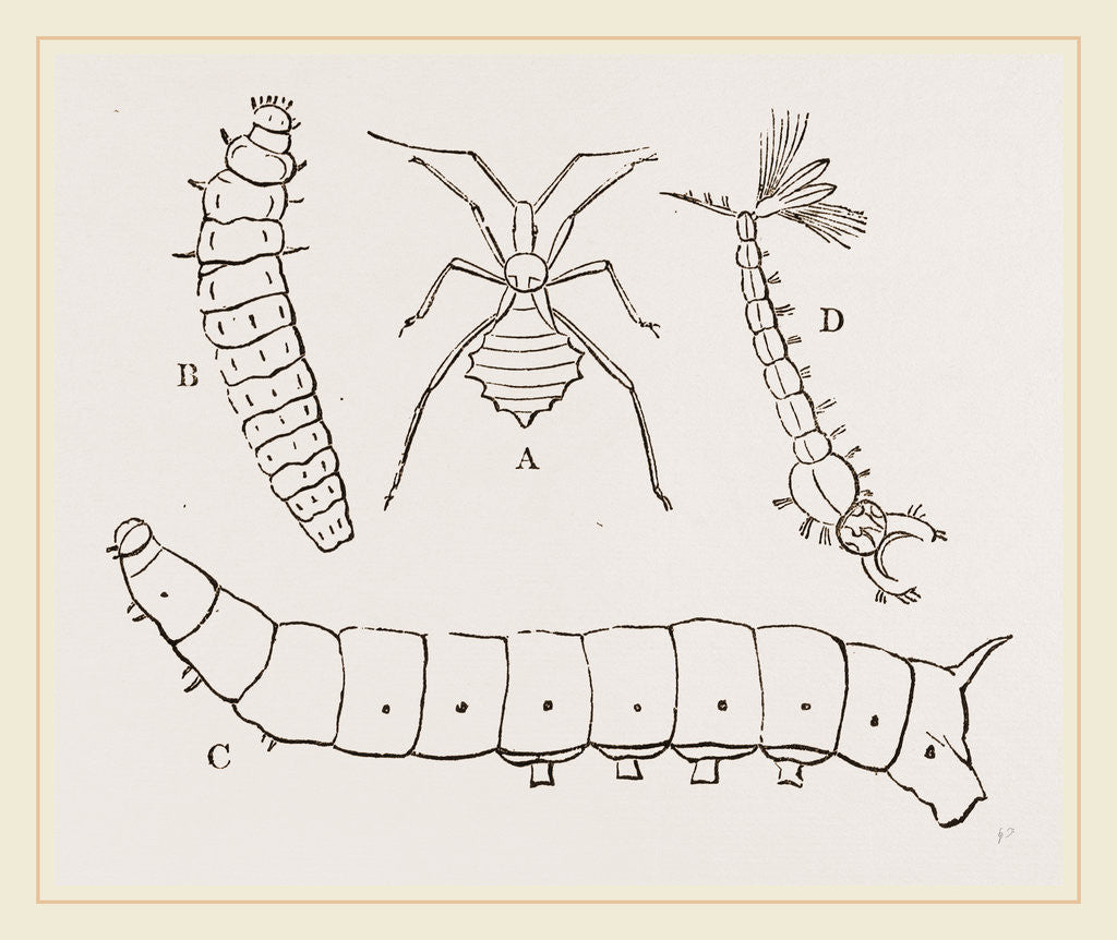 Detail of Larvae of Insects by Anonymous