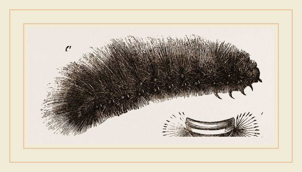 Detail of Caterpillar of Tiger-Moth by Anonymous