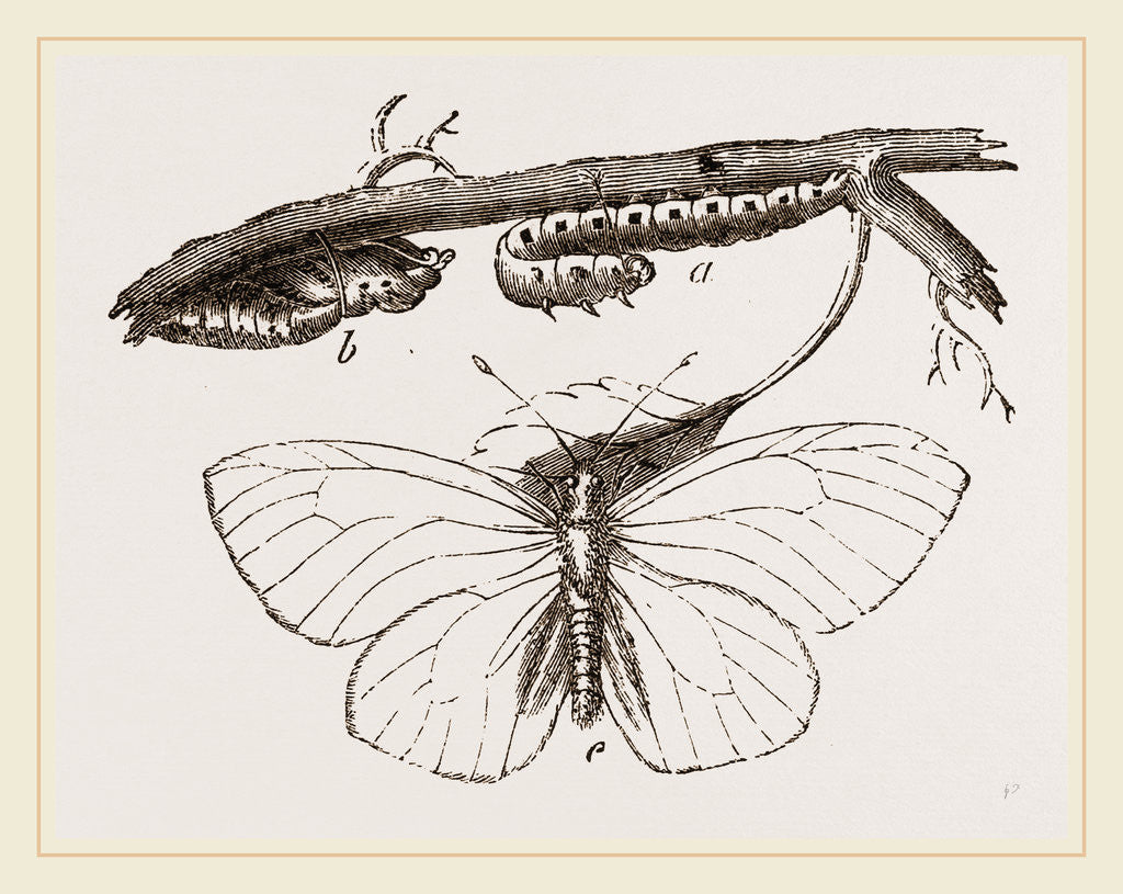 Detail of Black-veined White Butterfly by Anonymous