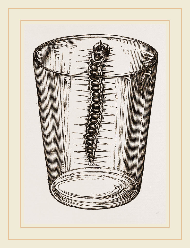 Detail of Caterpillar of Goat-Moth by Anonymous