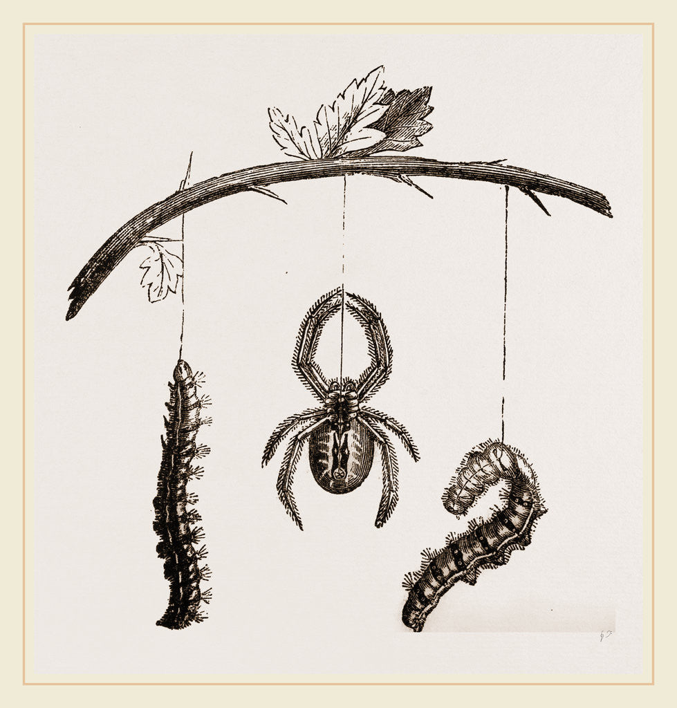Detail of Spider and Caterpillars of Emperor-Moth by Anonymous