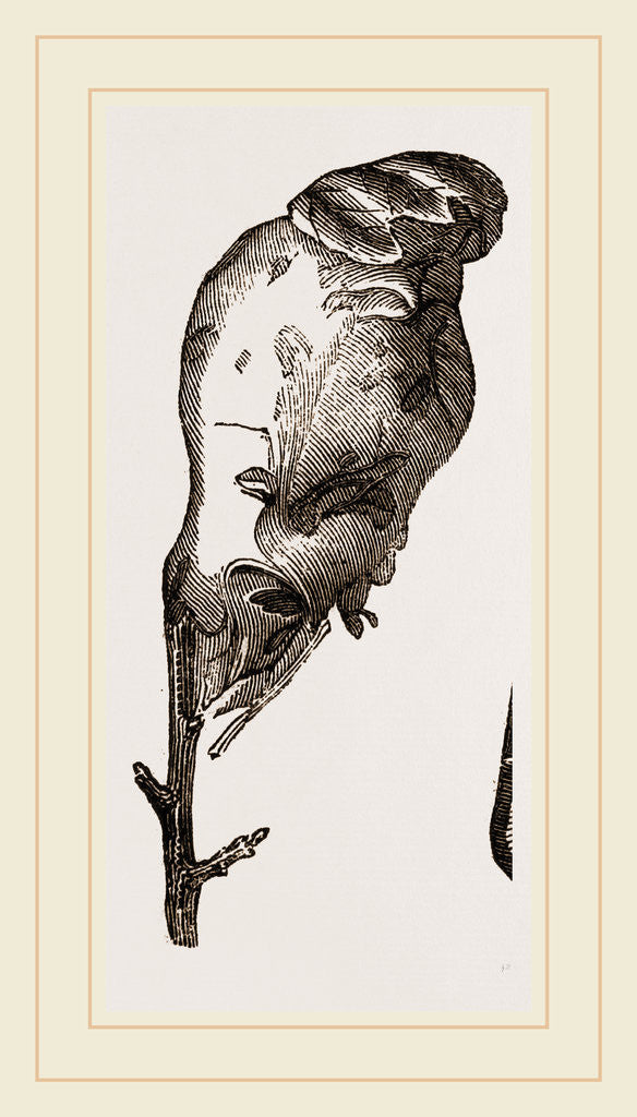 Detail of Nest of Caterpillars Golden-tail Moth by Anonymous