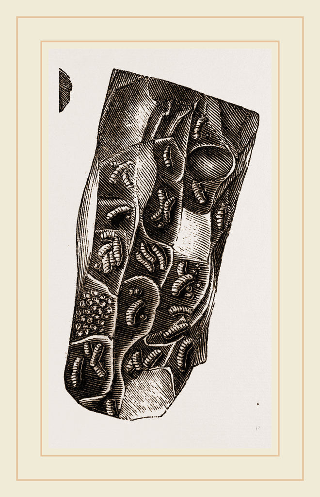 Detail of Nest of Caterpillars Golden-tail Moth by Anonymous