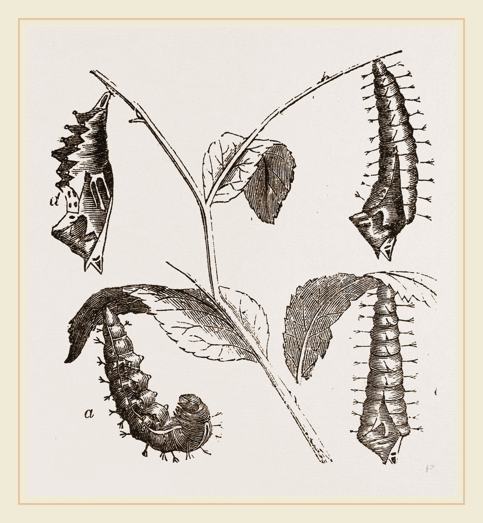 Detail of Suspended Caterpillars and Chrysalis by Anonymous