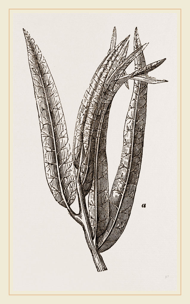 Detail of Nest of Tortriix chlorana by Anonymous