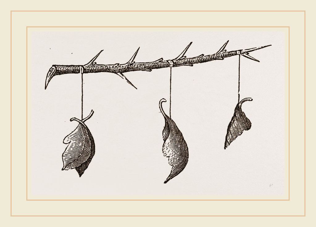 Detail of Pendulous Leaf-Nests by Anonymous