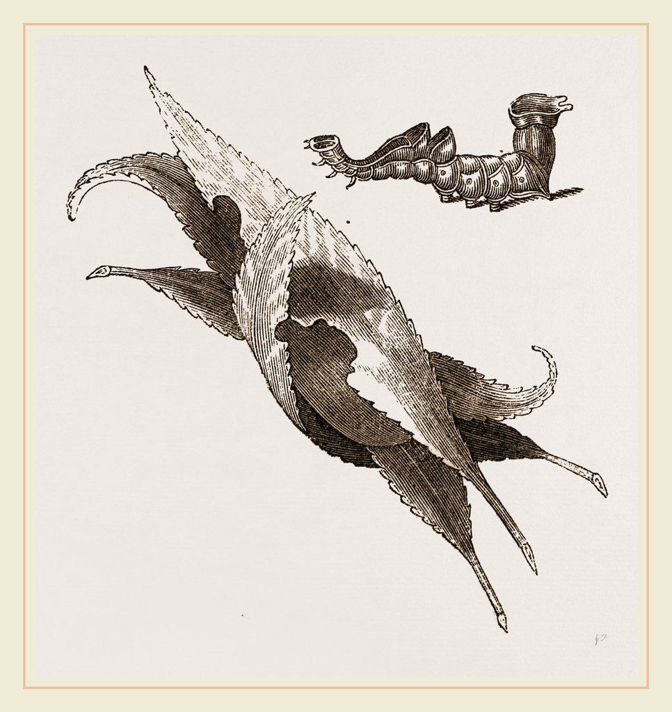 Detail of Zigzag and Nest of Osier-leaves by Anonymous