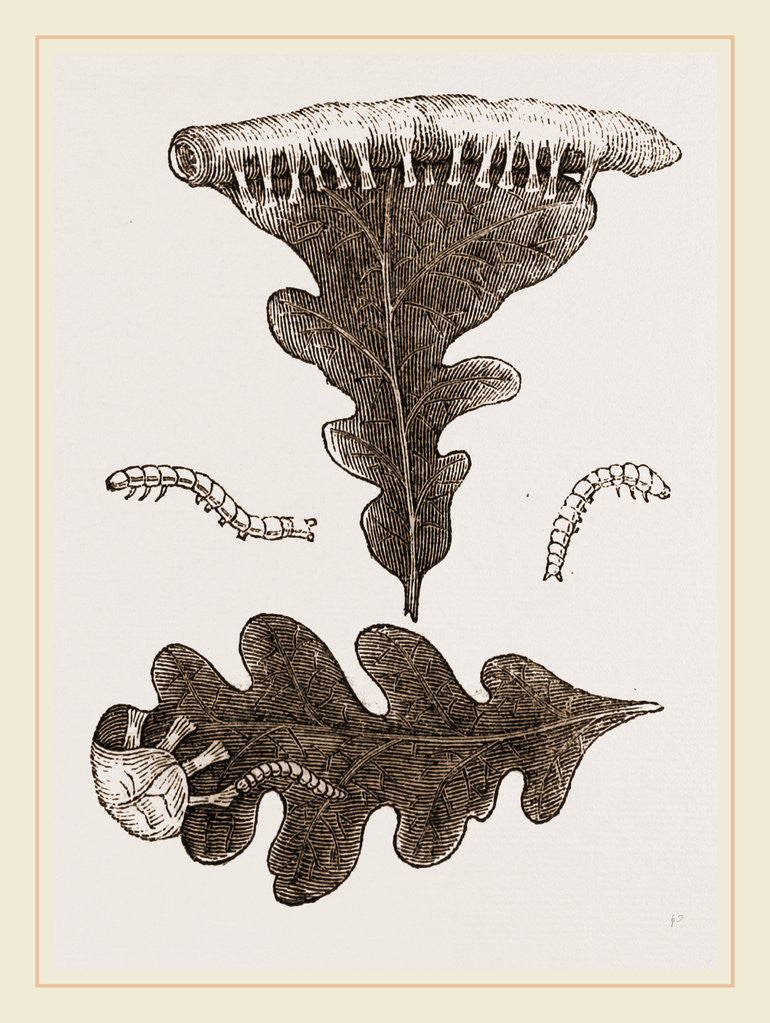 Detail of Caterpillars and Nest of Green Oak-moth by Anonymous