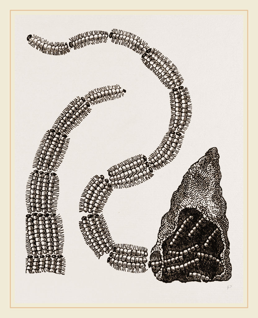 Detail of Precessionary Caterpillars of Oak by Anonymous