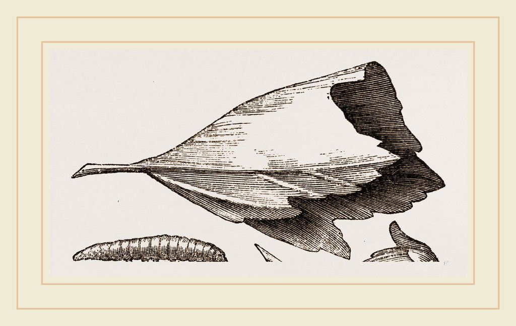 Detail of Nest and Stages of Hesperia malvae by Anonymous