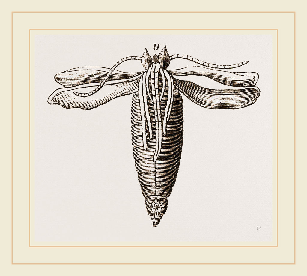 Detail of Peacock-Butterfly and Chrysalis by Anonymous