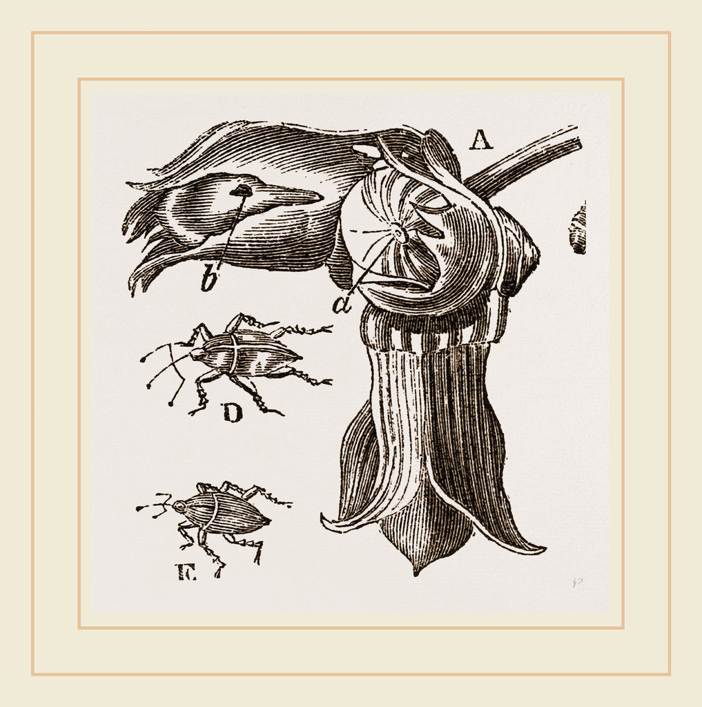 Detail of Nut and Apple-tree Weevils by Anonymous