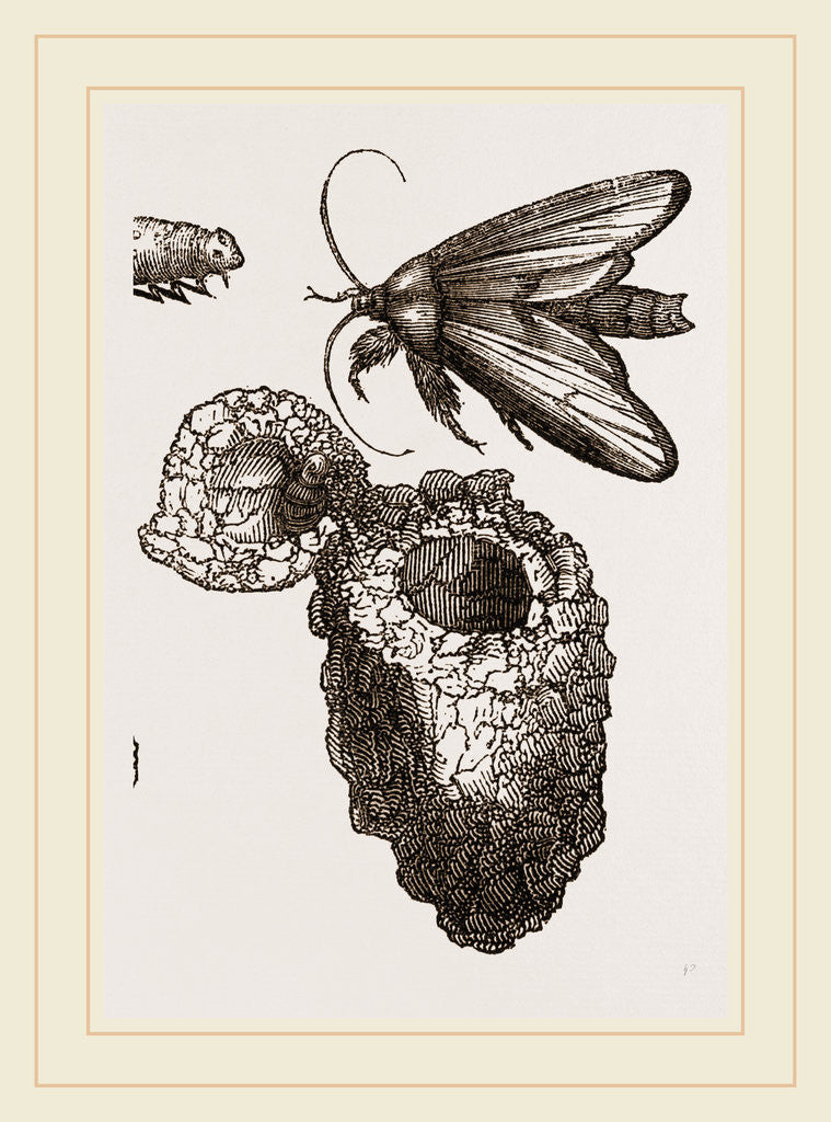 Detail of Earth-mason Moth and Nests by Anonymous