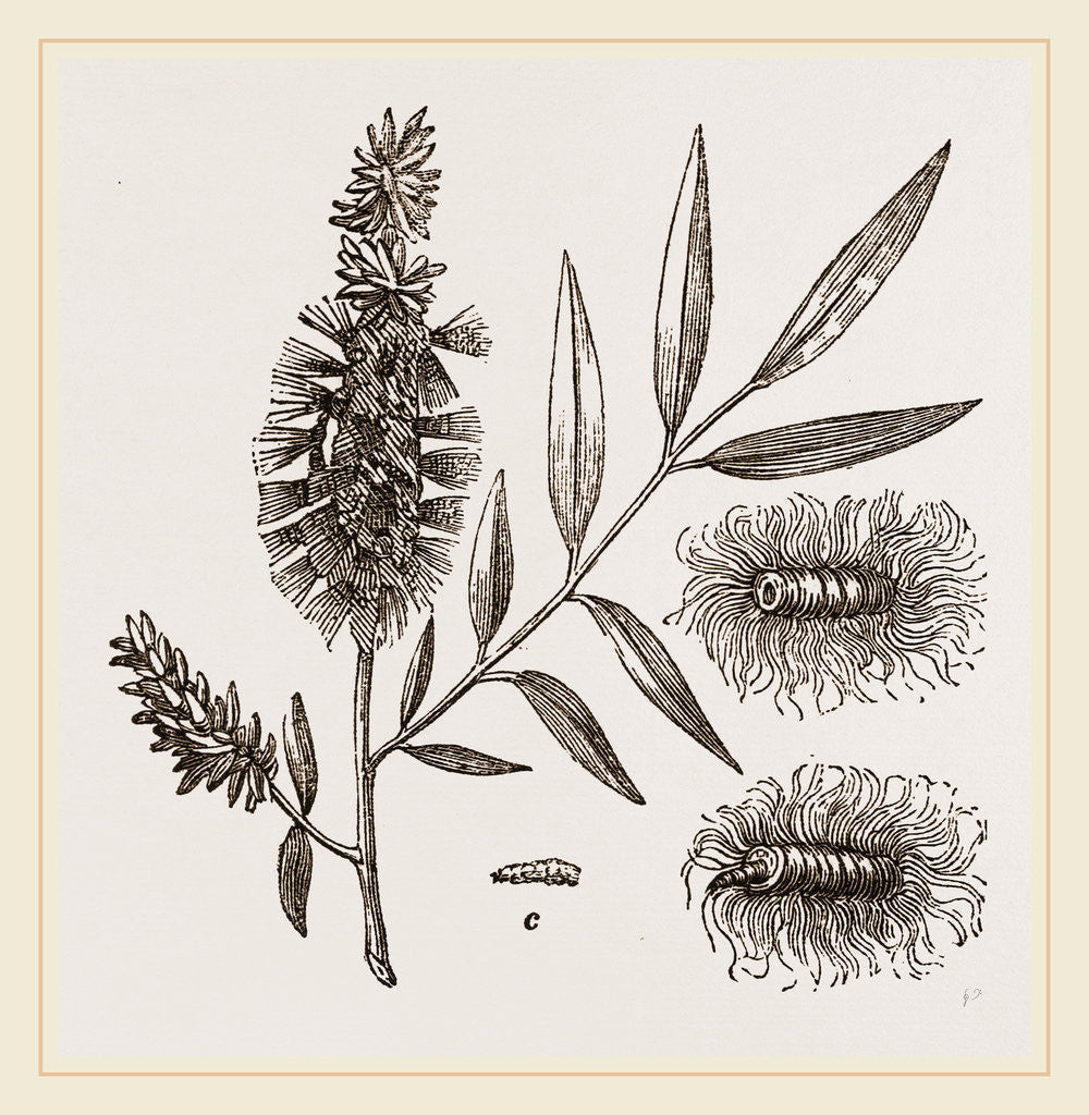 Detail of Willow-branch with Downy Catkins by Anonymous