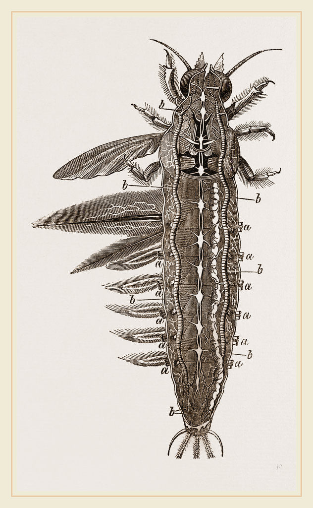 Detail of Water-grub of Ephemera dissected by Anonymous