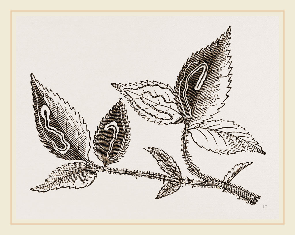 Detail of Leaves mined by Golden Silver-spot Moth by Anonymous