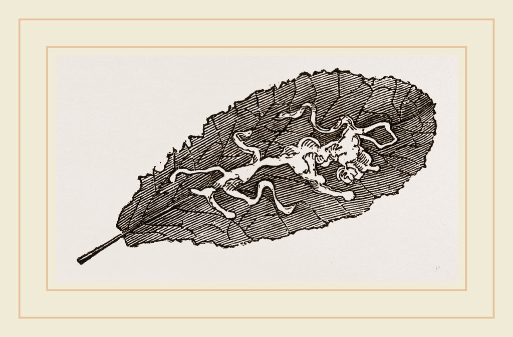 Detail of Leaf of Prinlrose mined by Anonymous