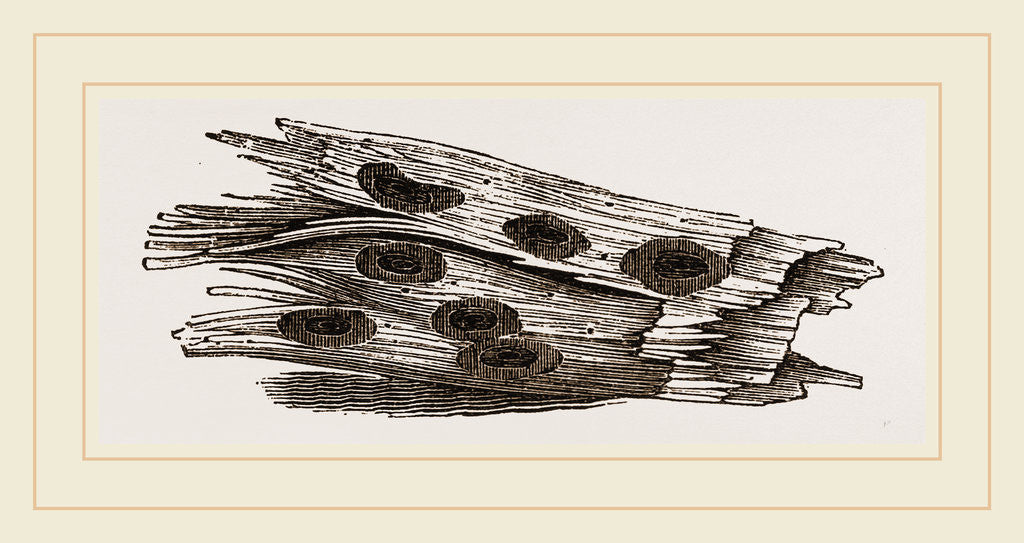 Detail of Nests of Ephemera in holes of Cossus by Anonymous