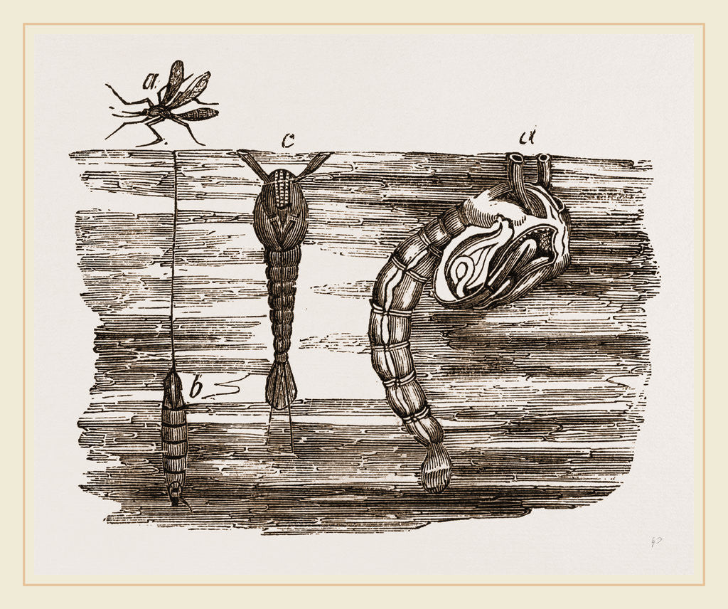 Detail of Tipula and Pupa by Anonymous