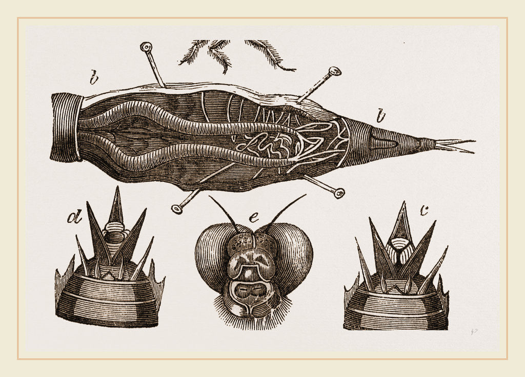 Detail of Lava of Dragon-Fly by Anonymous