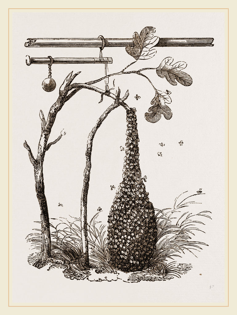 Detail of Swarm of Bees and Apparatus for weighing by Anonymous