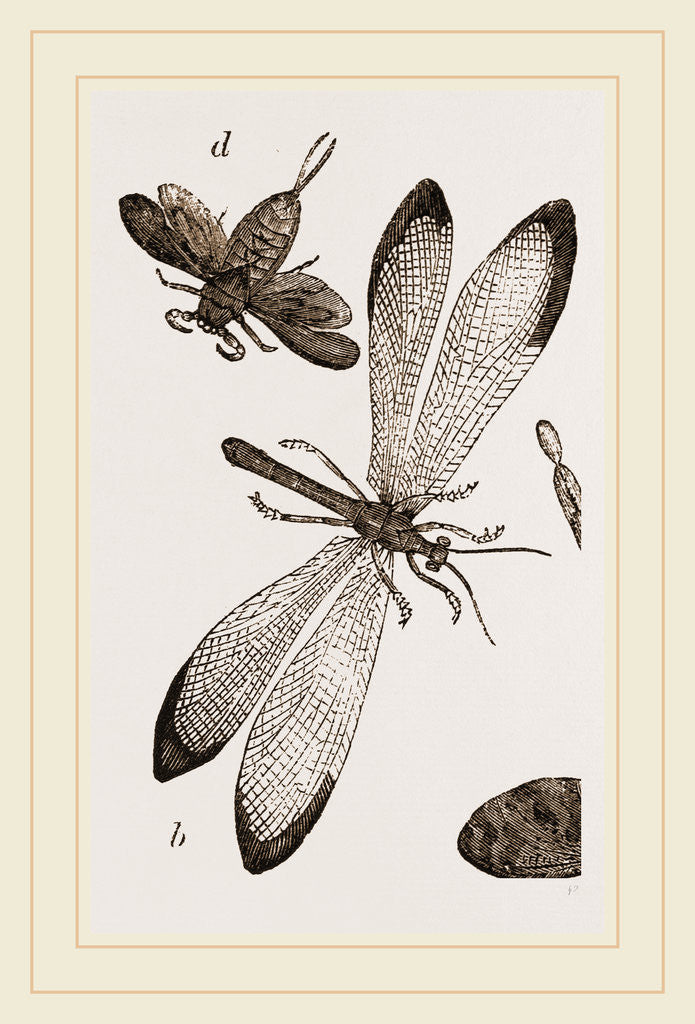 Detail of Insects in the Imago state by Anonymous