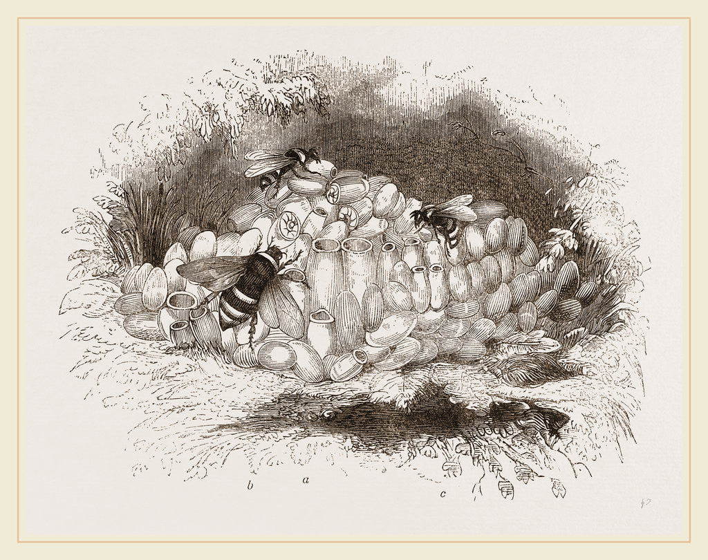Detail of Humble-Bees and Nests by Anonymous