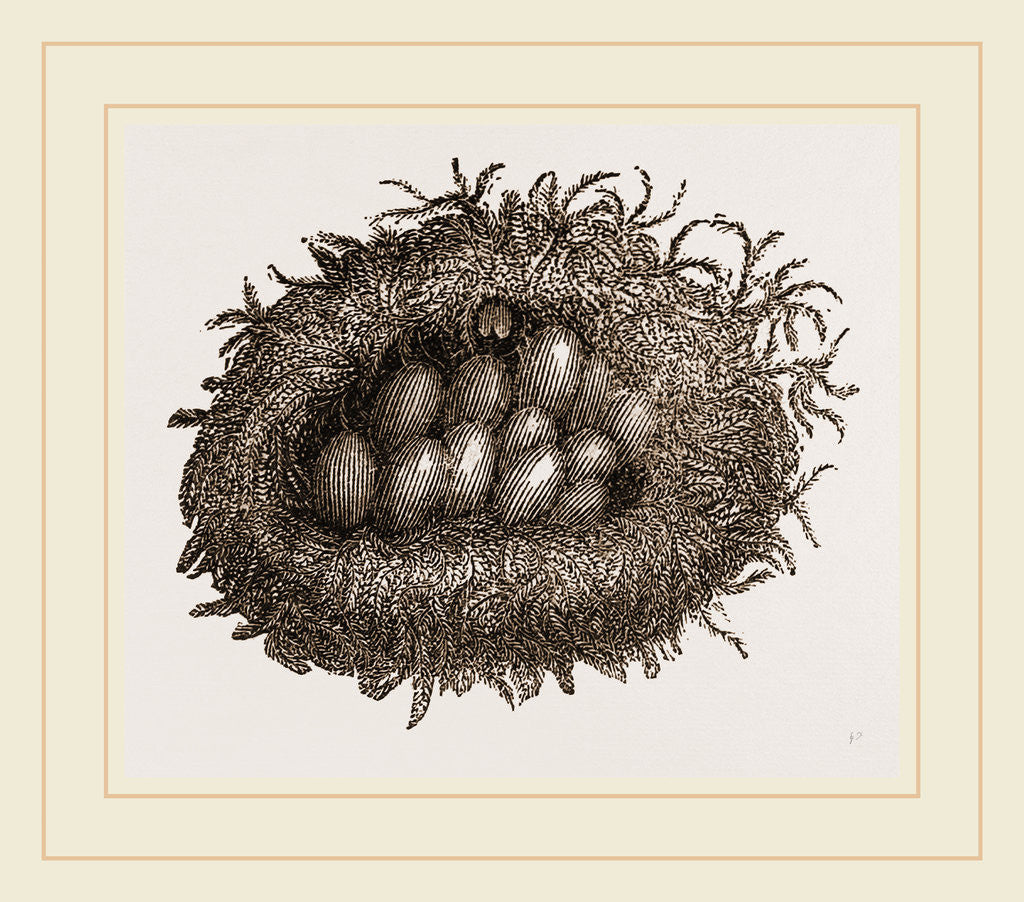 Detail of Carder-Bees' Nest and Cells by Anonymous