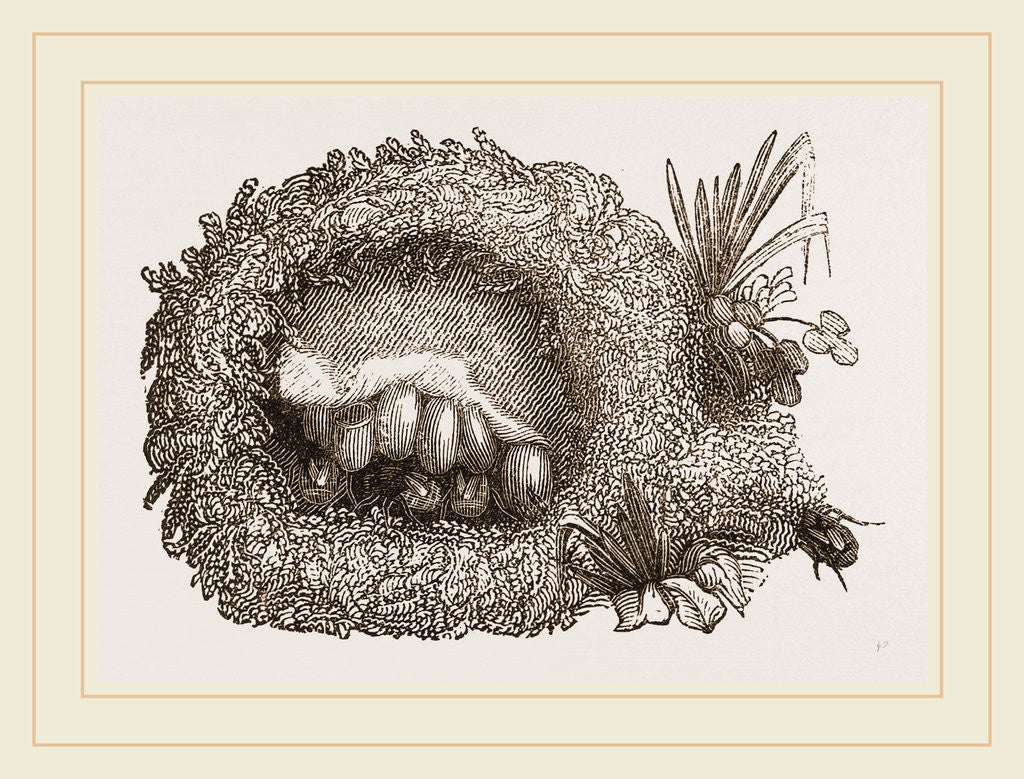 Detail of Carder-Bees' Nest and Cells by Anonymous