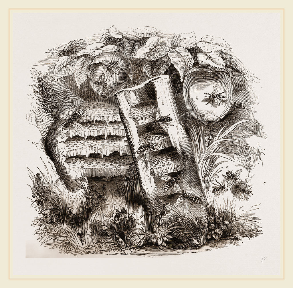 Detail of Hornets and Wasps with Nests by Anonymous