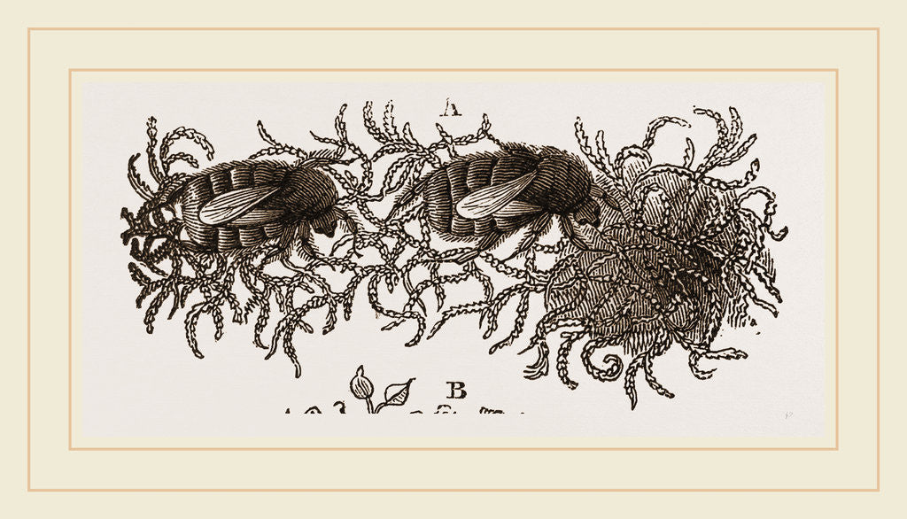 Detail of Carder-Bees and Nest by Anonymous