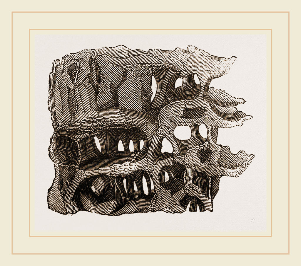 Detail of Tree chambered by Wood-Ants by Anonymous
