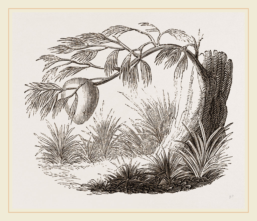 Detail of Wasps' Nest on Willow by Anonymous