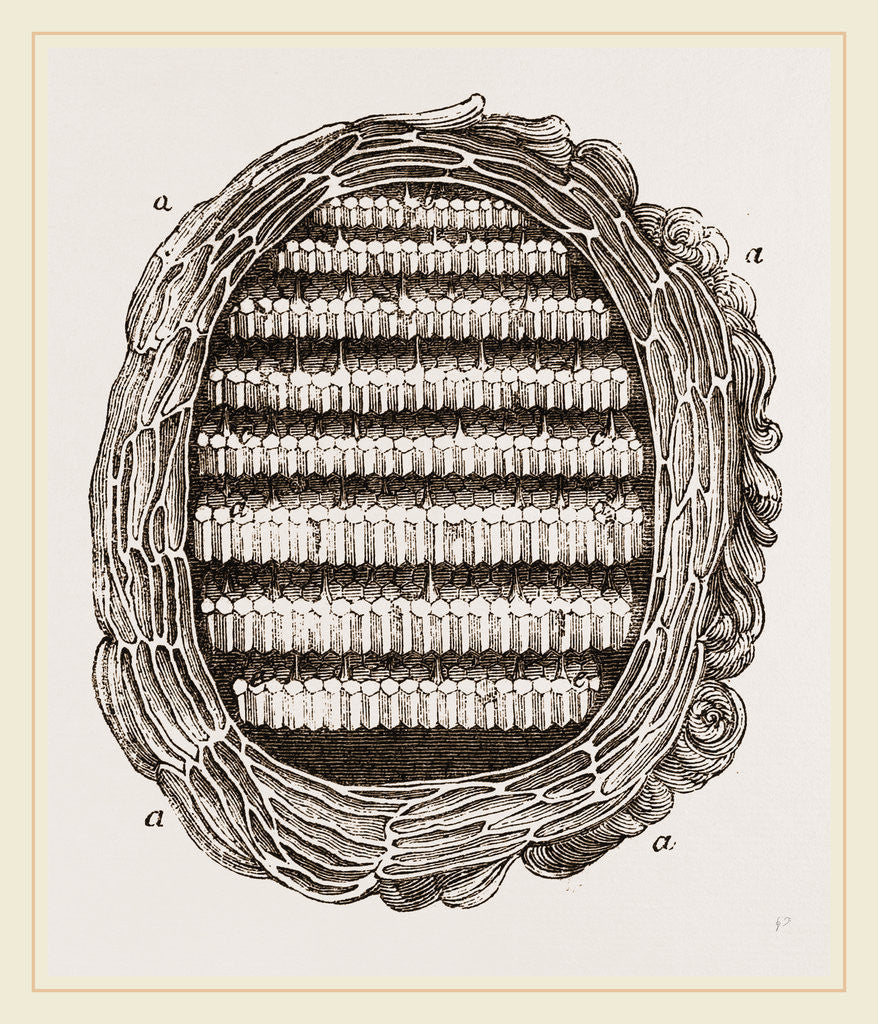 Detail of Section of Wasps' Nest by Anonymous