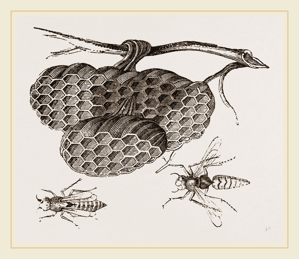 Detail of Epipone nidulans and Nest by Anonymous