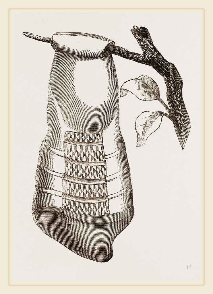 Detail of Pendent Wasps Nest from Cayenne by Anonymous