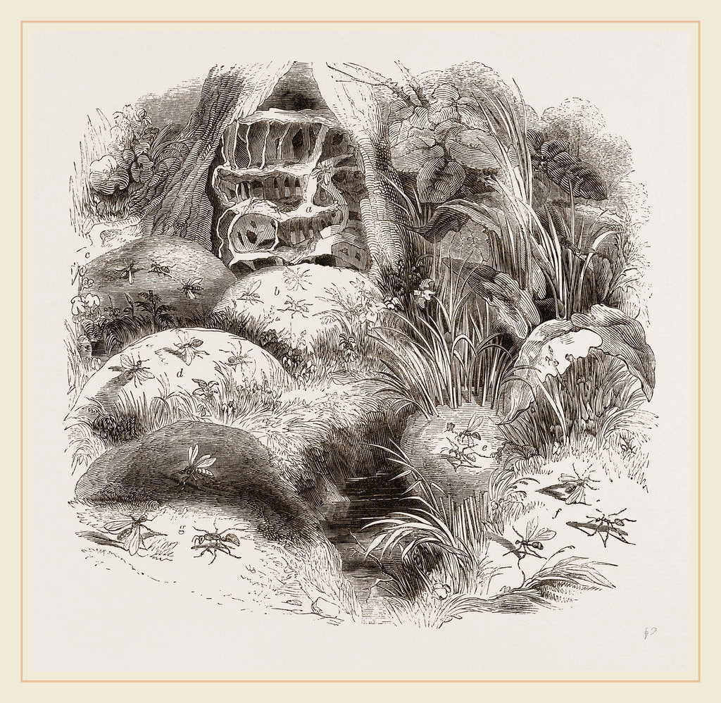 Detail of Ants and their Structures by Anonymous