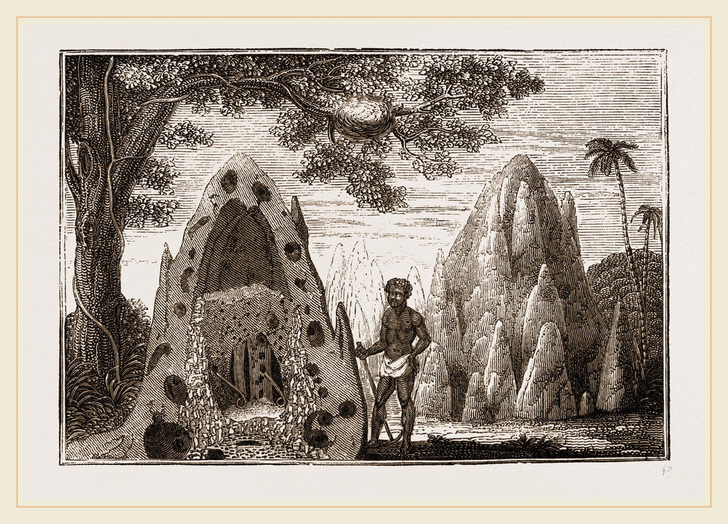 Detail of Nests of Termites by Anonymous