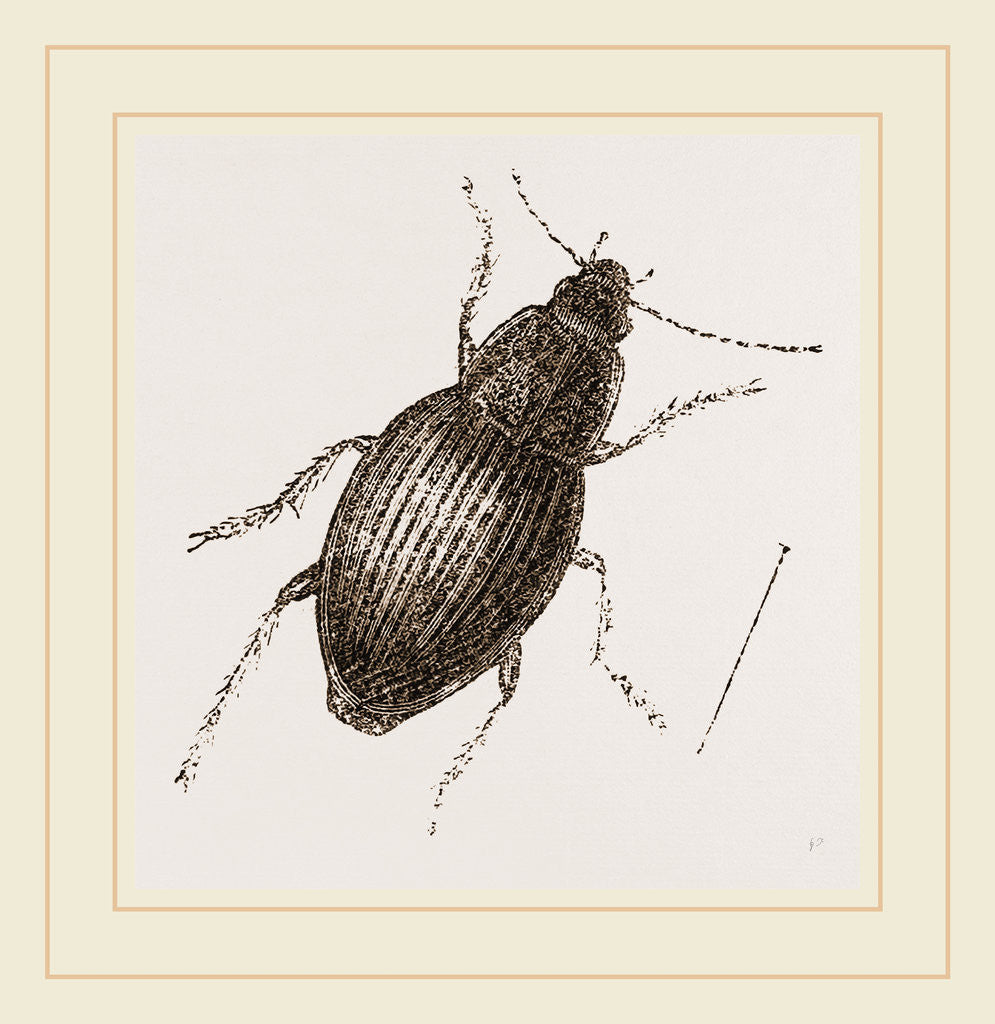 Detail of Calathus latus by Anonymous
