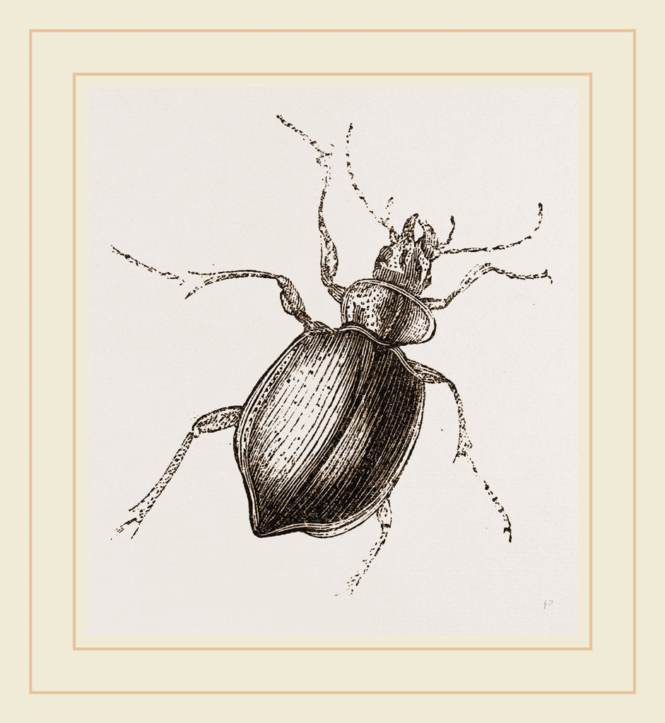 Detail of Calosoma sycophanta by Anonymous
