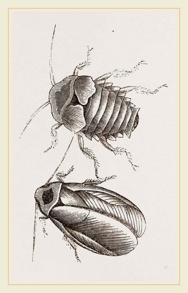 Detail of Giant Cockroach by Anonymous