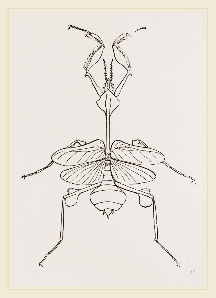 Detail of Mantis gongylodes by Anonymous