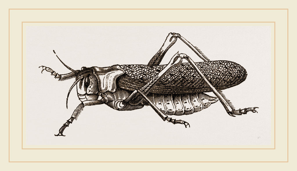 Detail of Locust by Anonymous